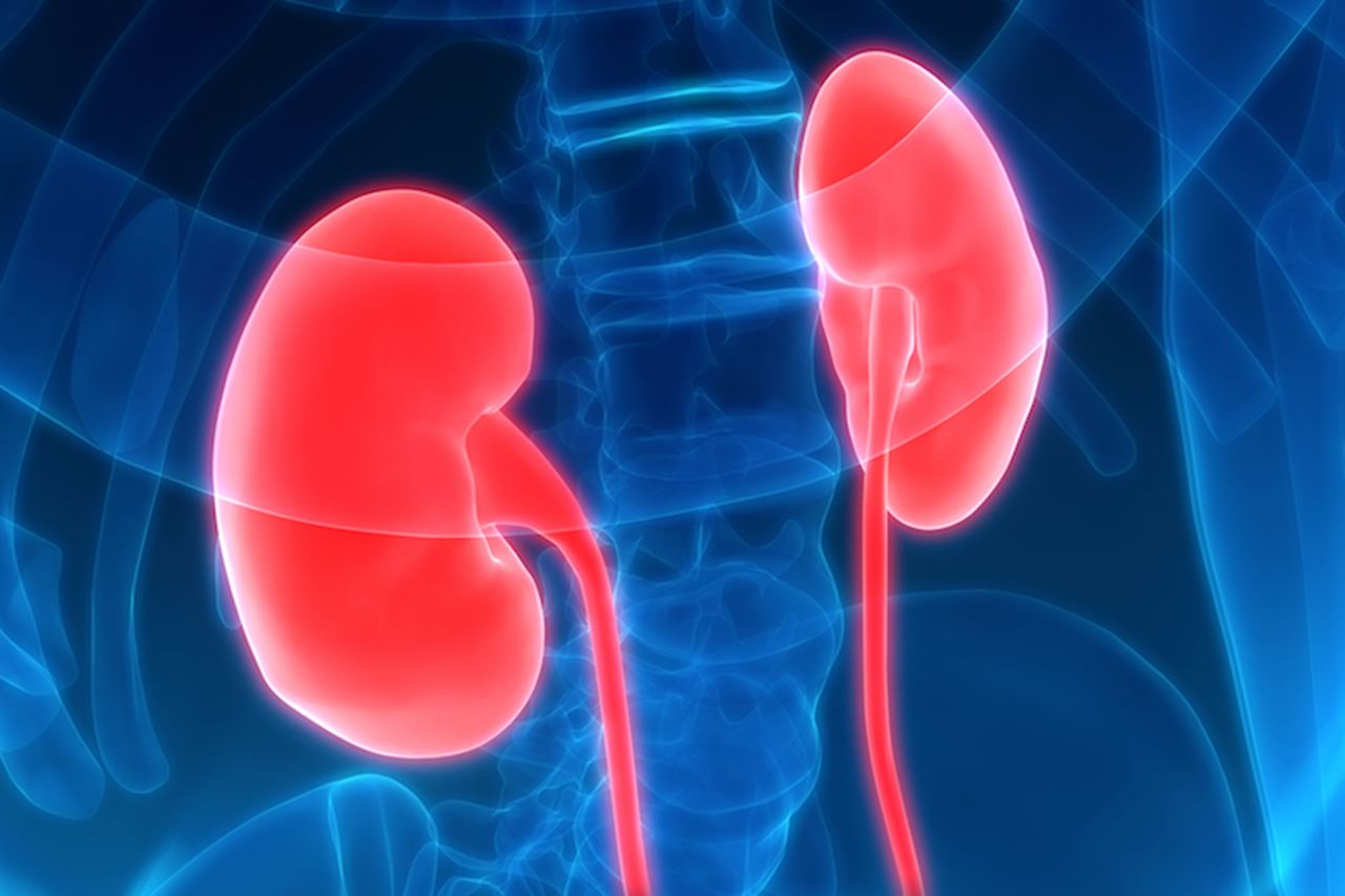 Kidneys