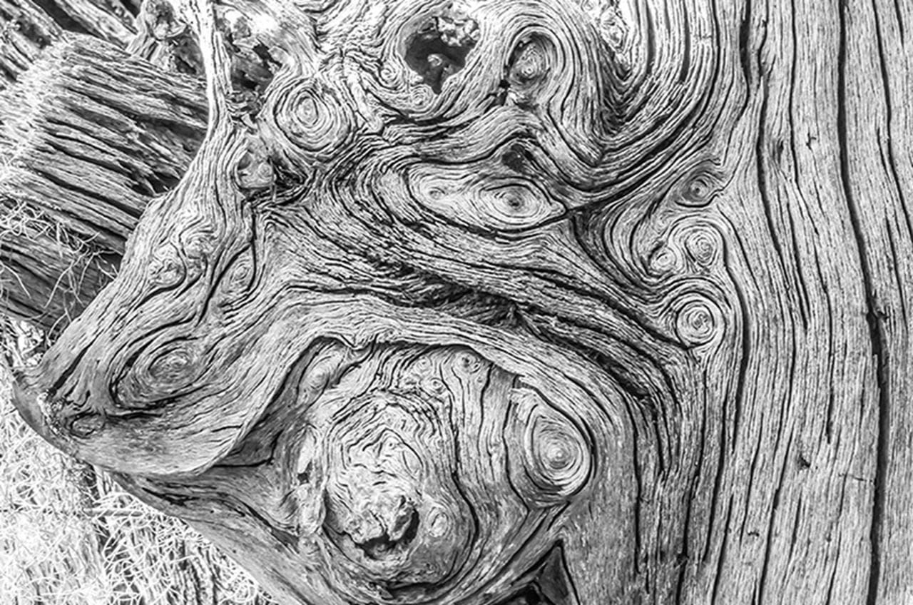 A photograph of a tree from R. John Chapel's 'A Photographic Voyage.'