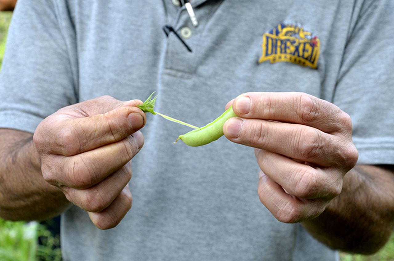 Produce and herbs from the garden also find their way into the culinary courses taught at and menu items served by Drexel's Academic Bistro.