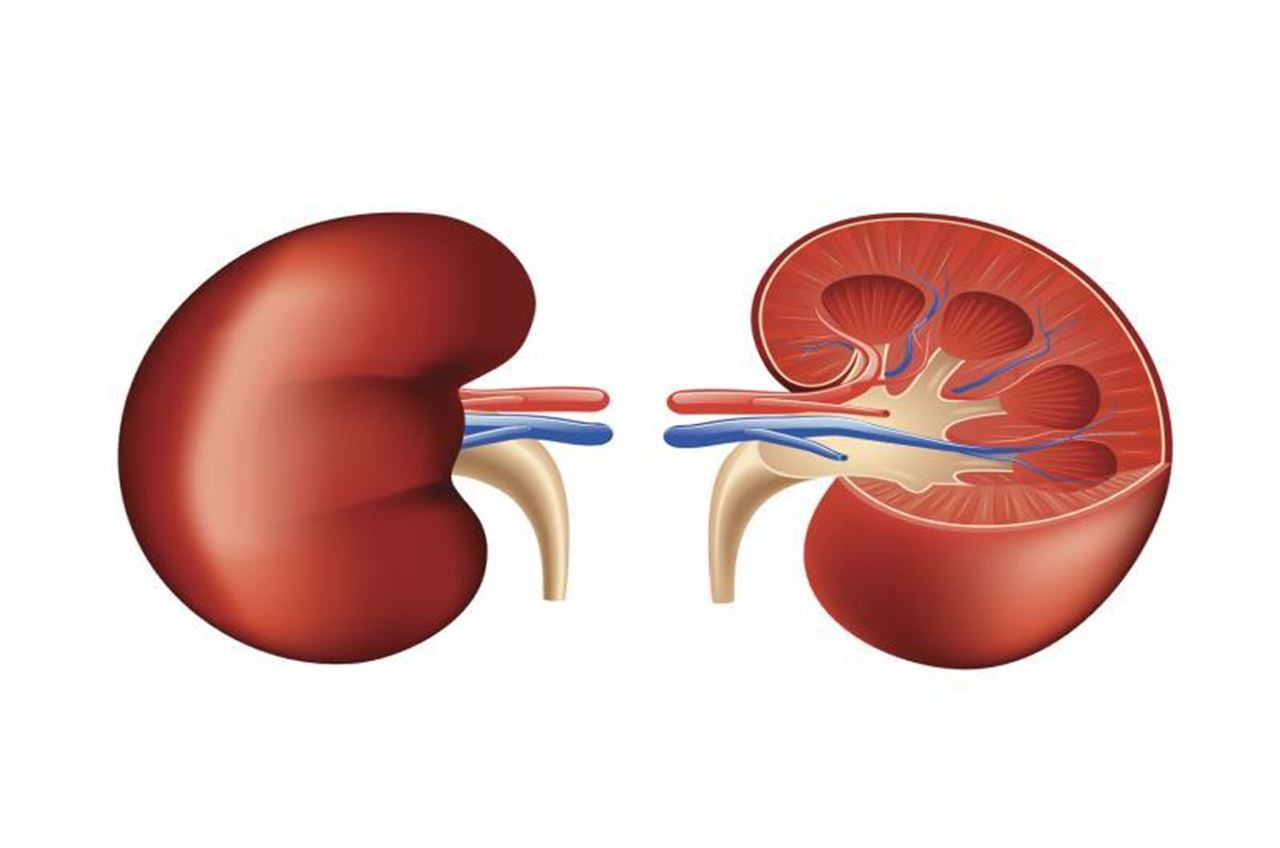 Kidneys