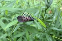 The spotten lanternfly. Photo courtesy Jon Gelhaus. 