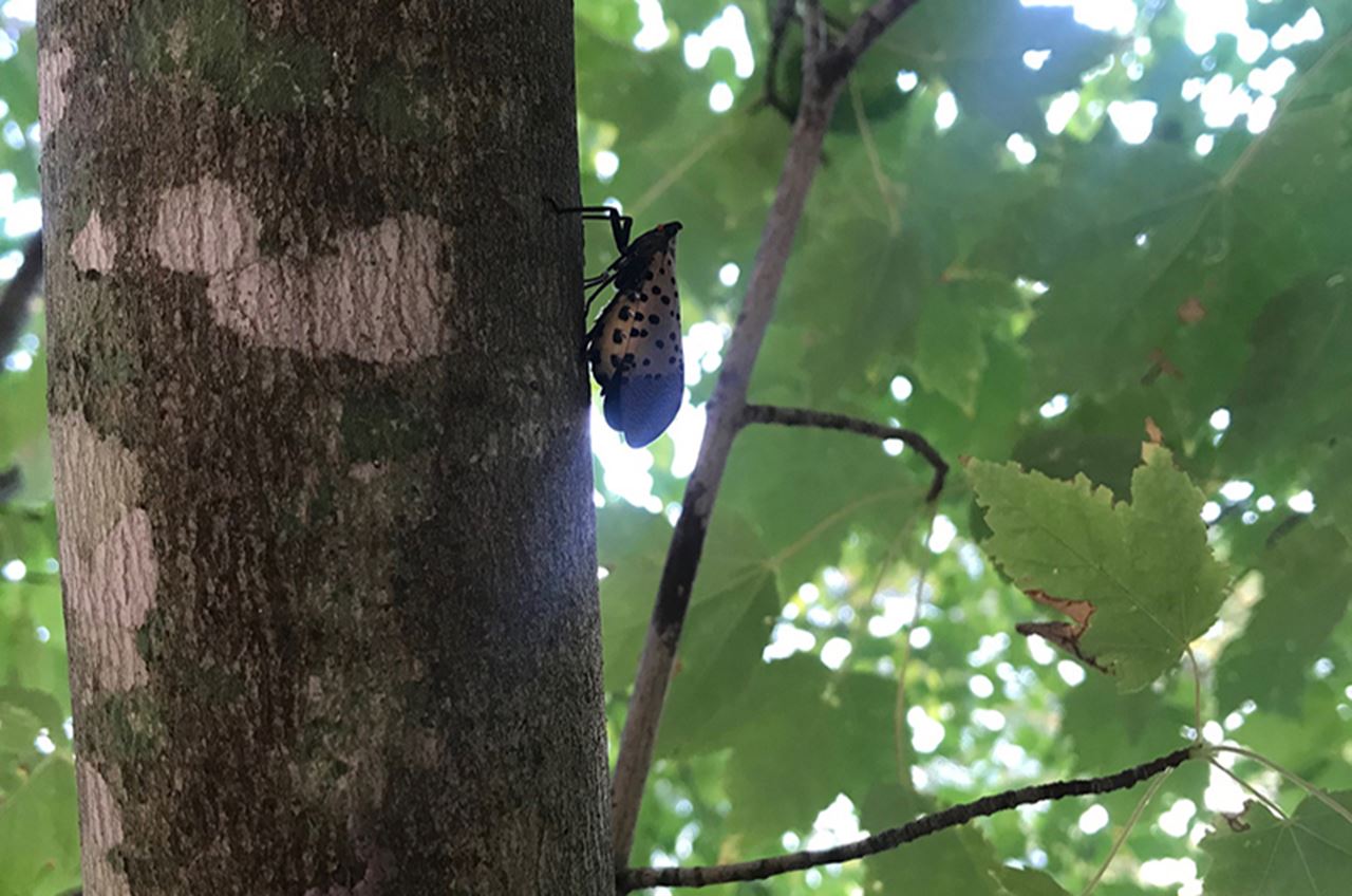 The spotten lanternfly at Drexel. Photo credit: Scott Dunham. 