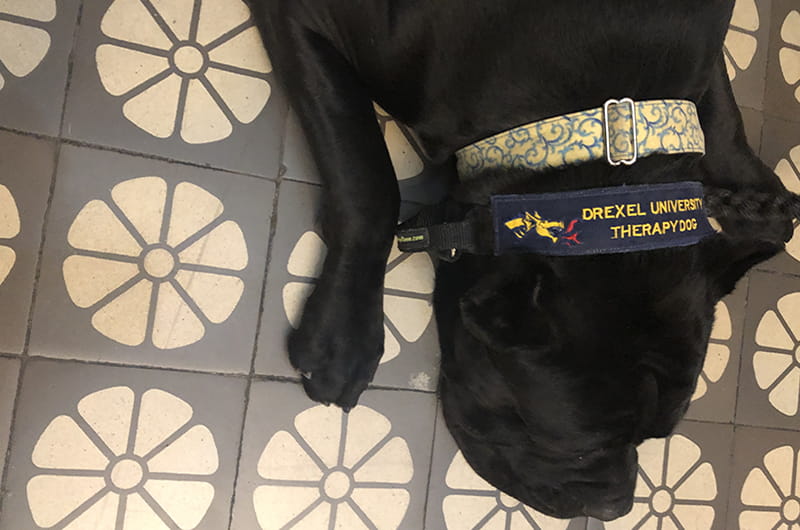 Java and his official Drexel collar. 