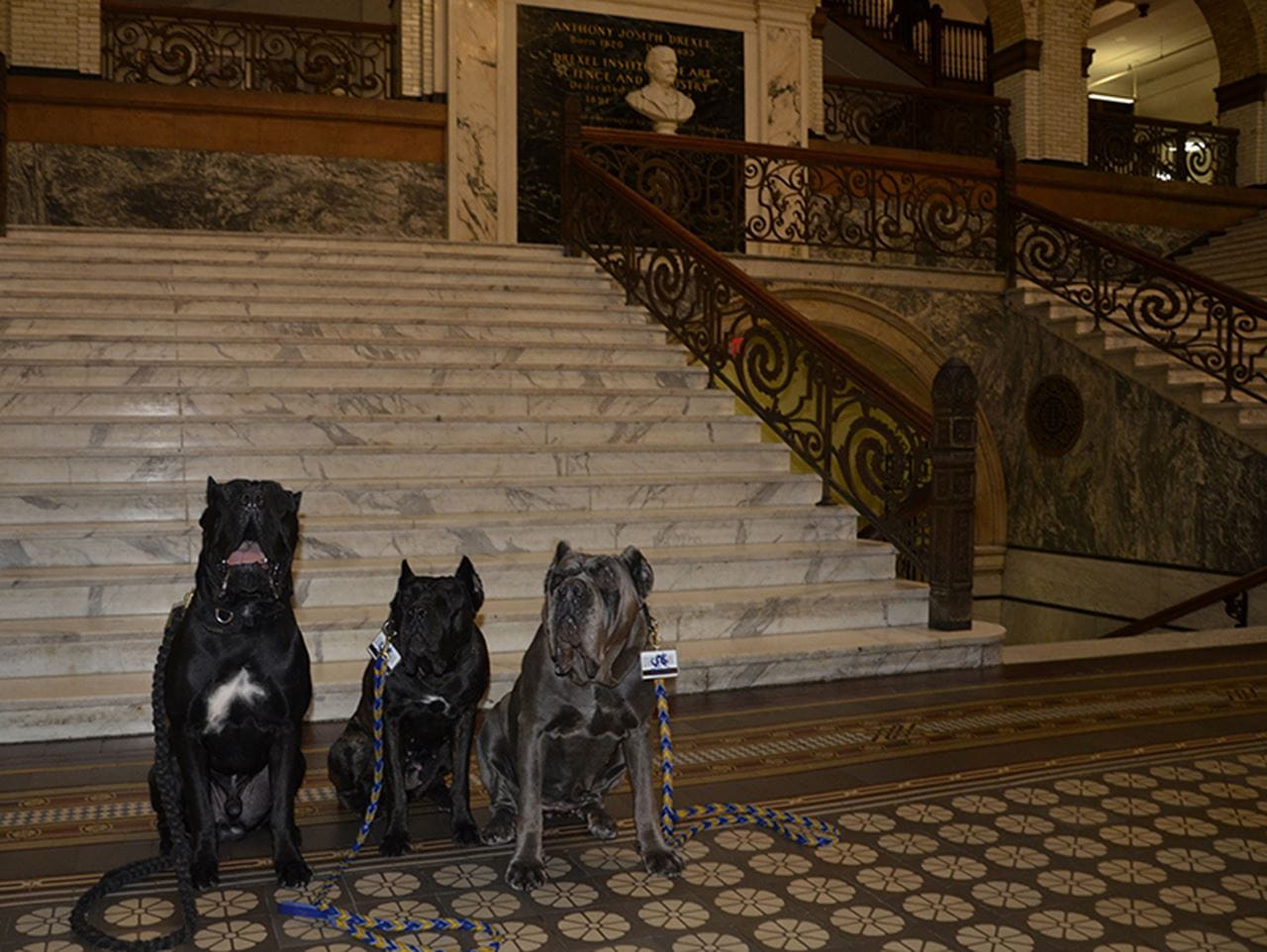 From left to right: Java, Espresso and Chai. 