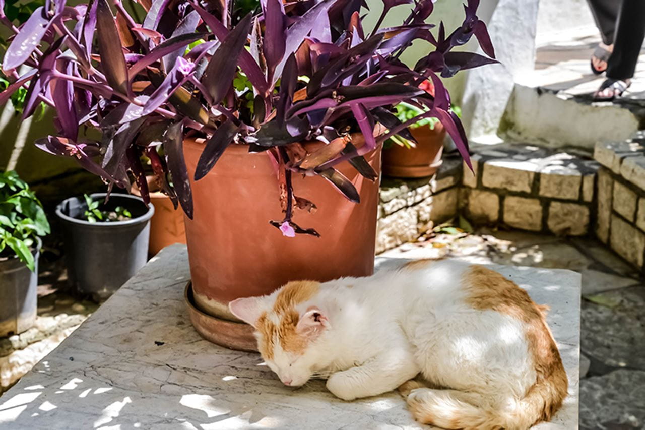 "Kerkira, Greece, 2015."