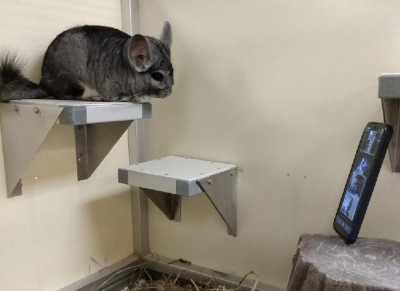 A Chinchilla named Poncho joining the Academy's first virtual all-staff meeting.