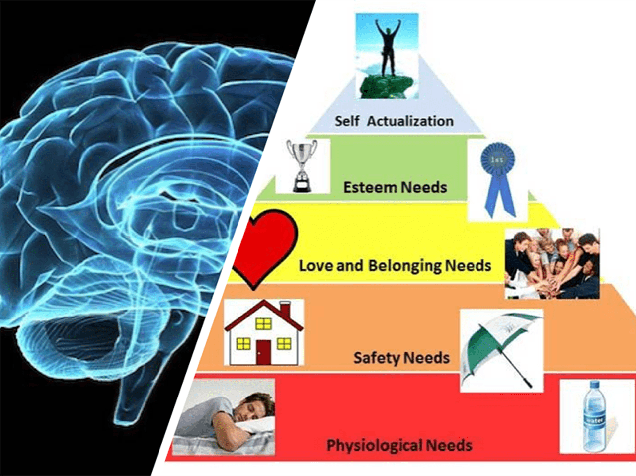 Slide from Zillmer’s happiness class. Zillmer suggests that happiness can take place in many different places in the brain, from hard-wired to free will, and parallels a psychological model of happiness developed by Abraham Maslow (1908-1970). 