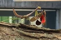 A praying mantis eating a spotted lanternfly outside of Race Hall and the adjacent Library Learning Terrace. Photo credit: Scott Dunham. 
