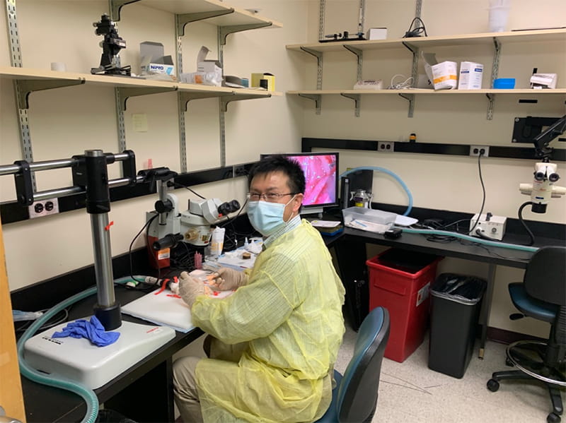 Assistant Professor Shaoping Hou, PhD, using the surgical microscope at the Spinal Cord Research Center. Photo courtesy Itzhak Fischer, PhD.