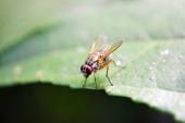 New Research Reveals Insights into How Fruit Flies Find Food