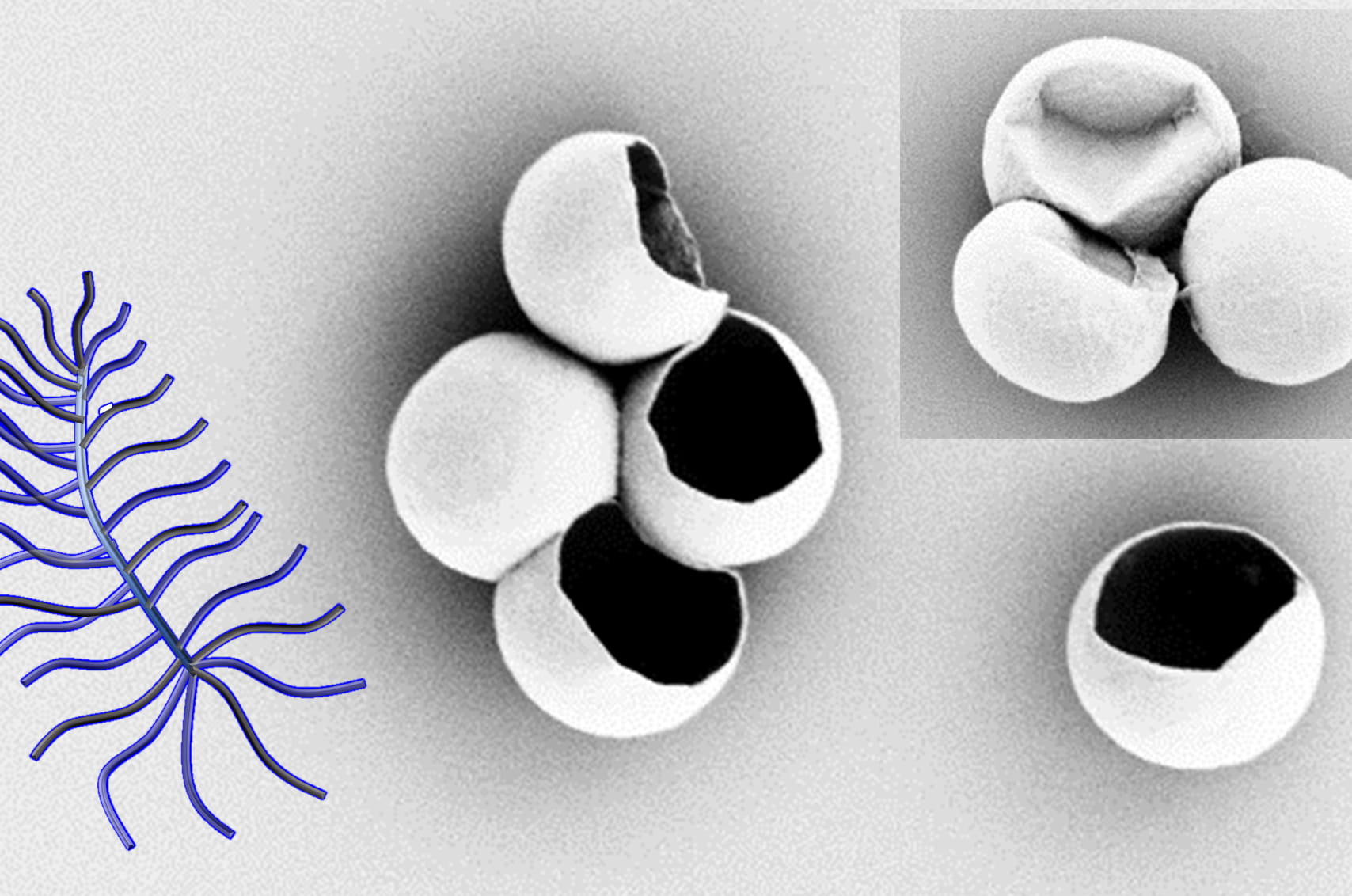 bottle brush crystalsome