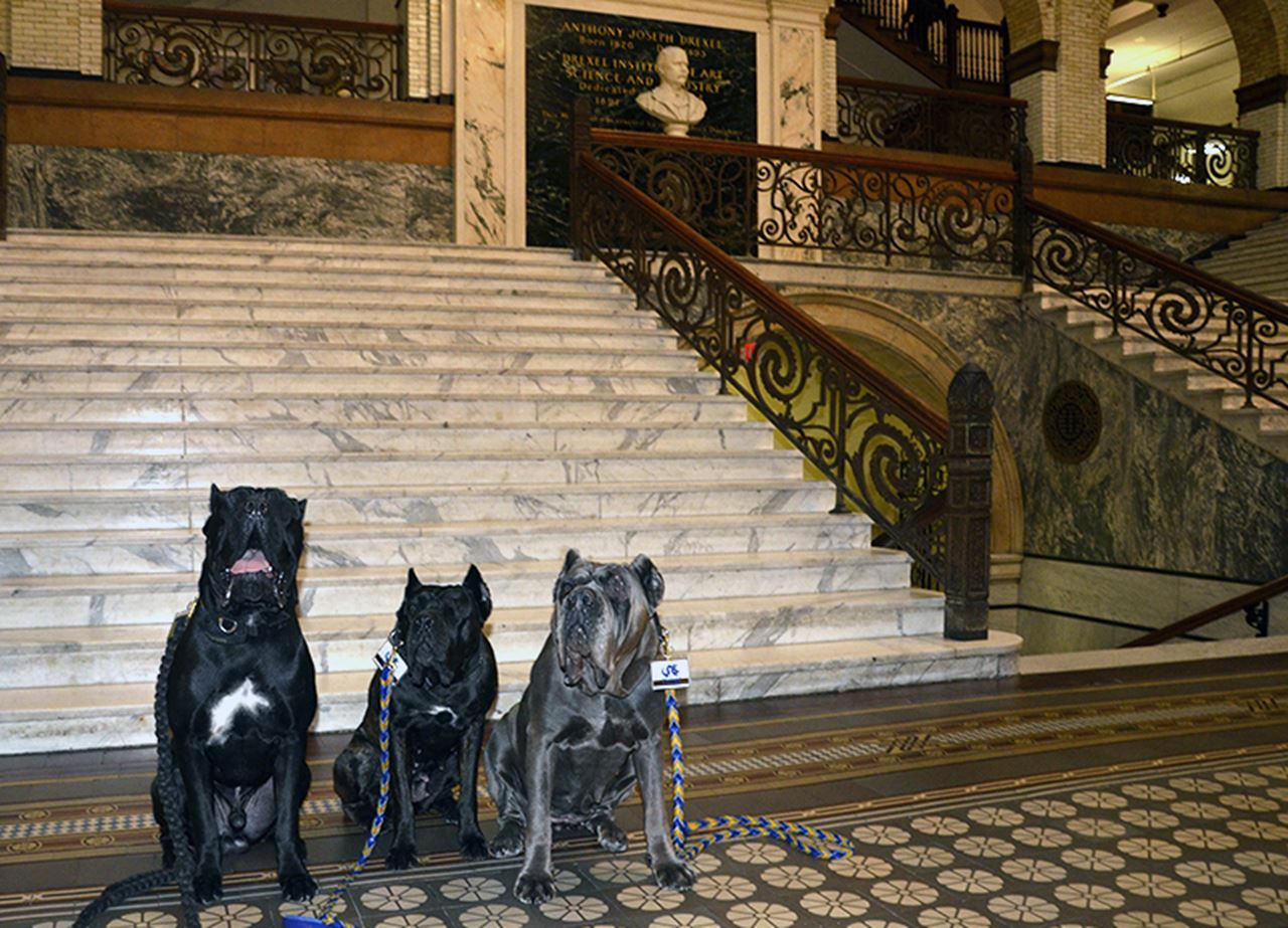 From left to right: Java, Espresso and Chai photographed in Drexel's Main Building last fall.