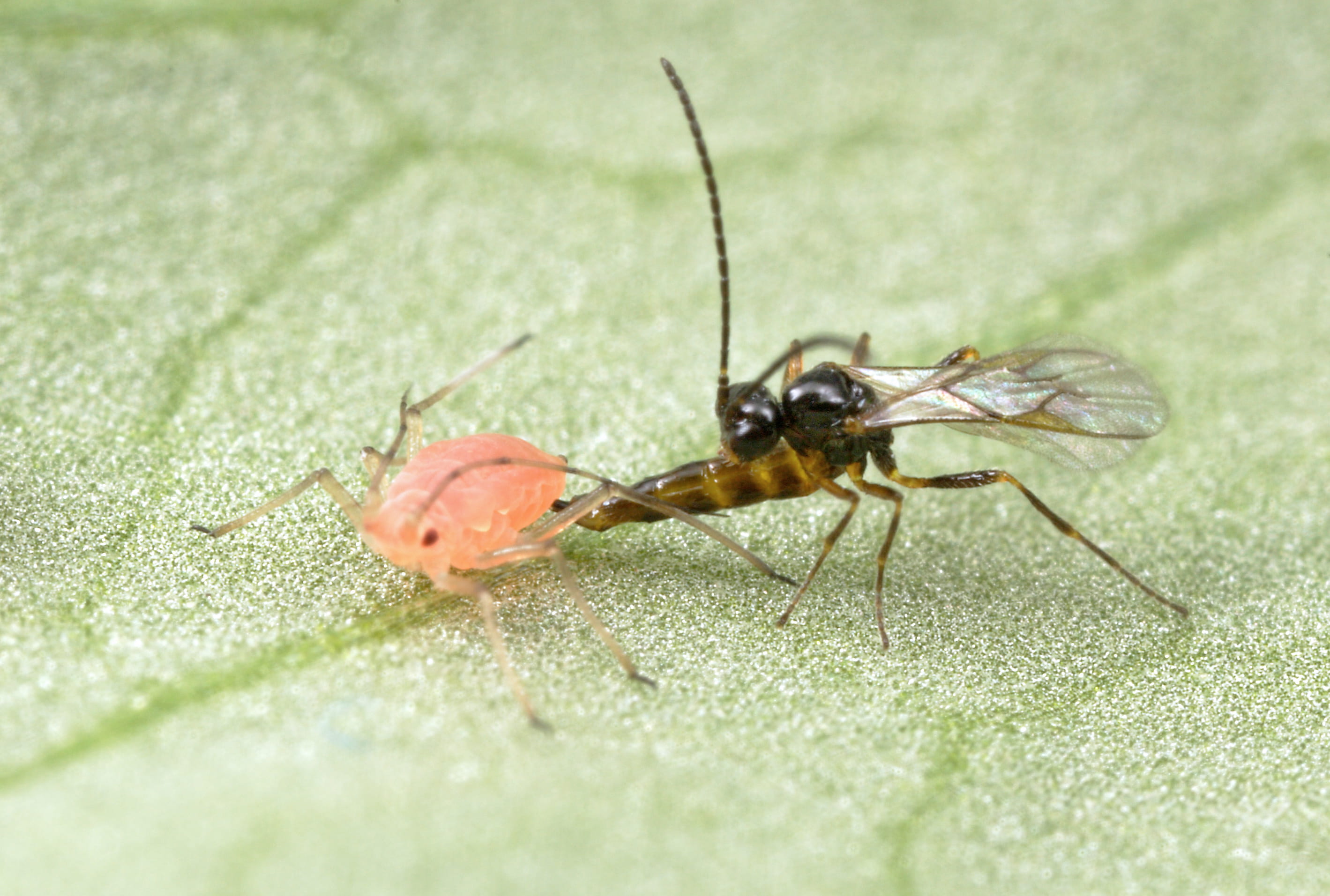 aphid