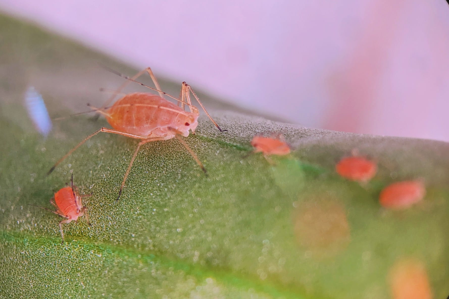 aphids