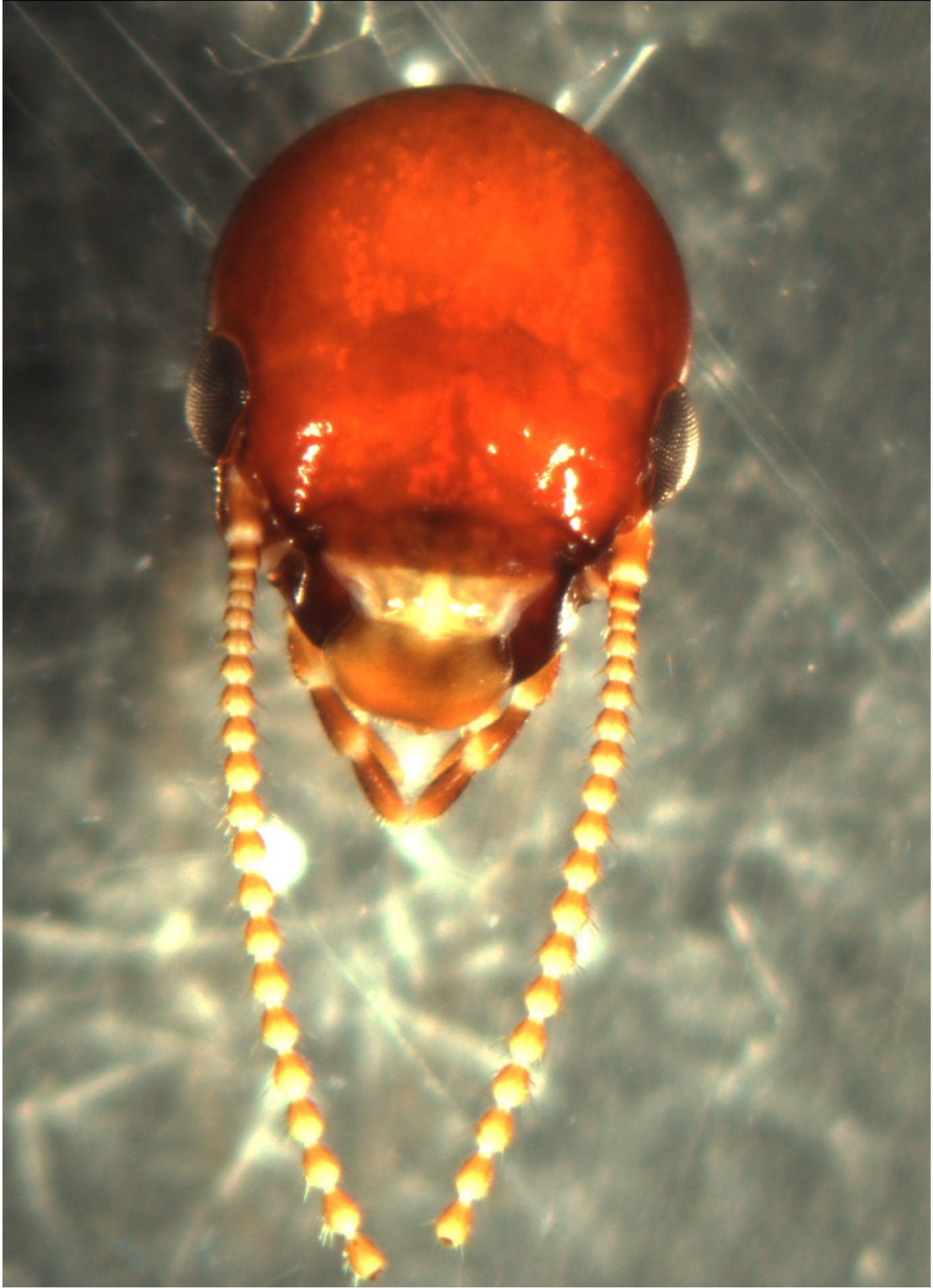 Head capsule of a male reproductive dampwood termite (King). Note the enlarged compound eyes at the sides of the head. 