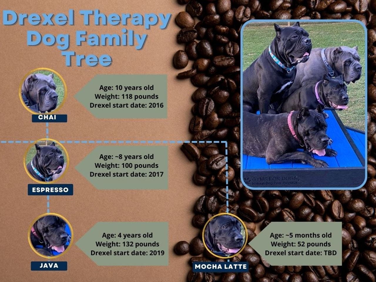 A family tree showing how grandmother Chai, daughter Espresso, grandson Java and granddaughter Mocha Latte are related.