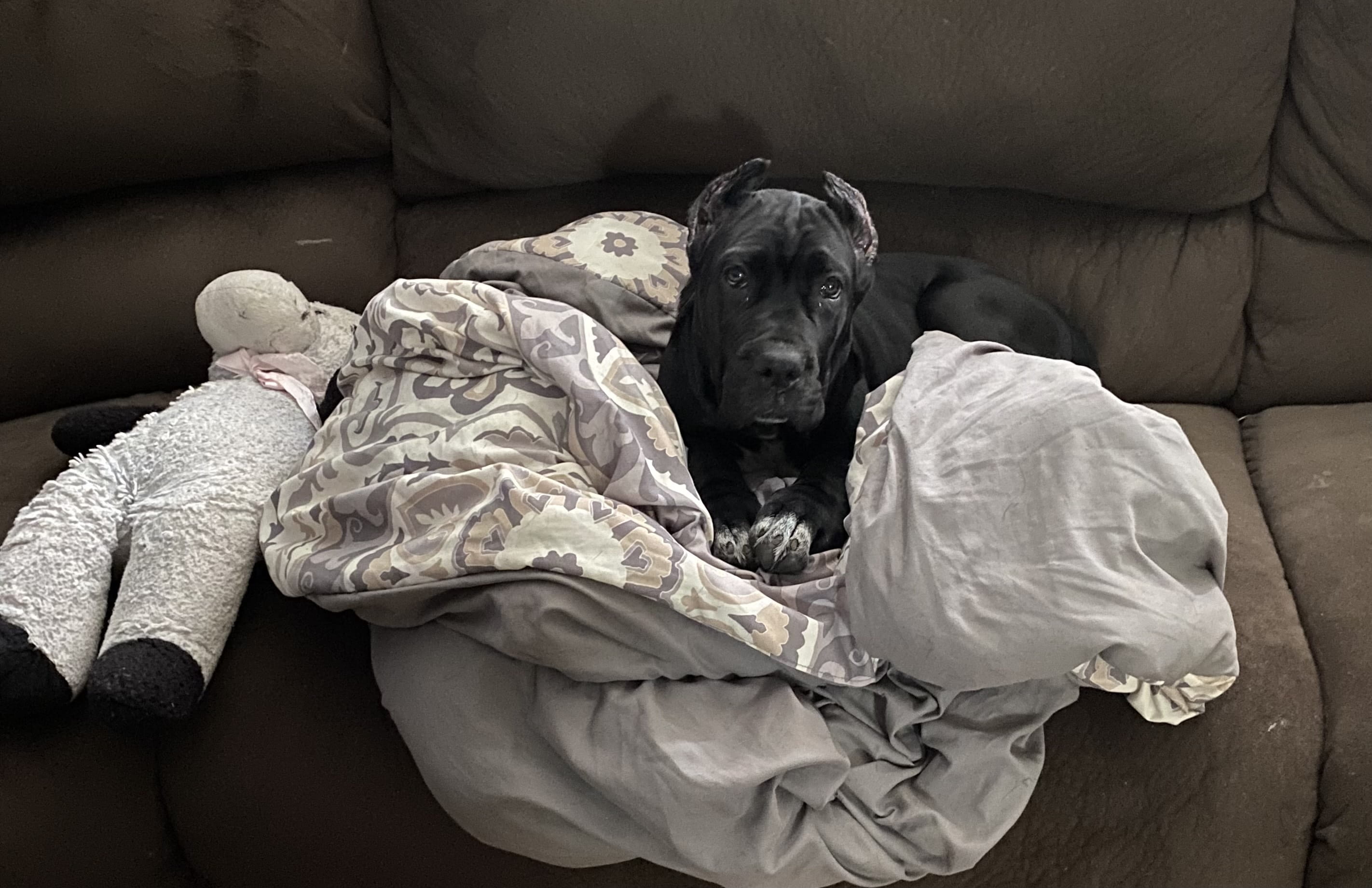 Mocha relaxing at home. Photo courtesy Janine Erato.