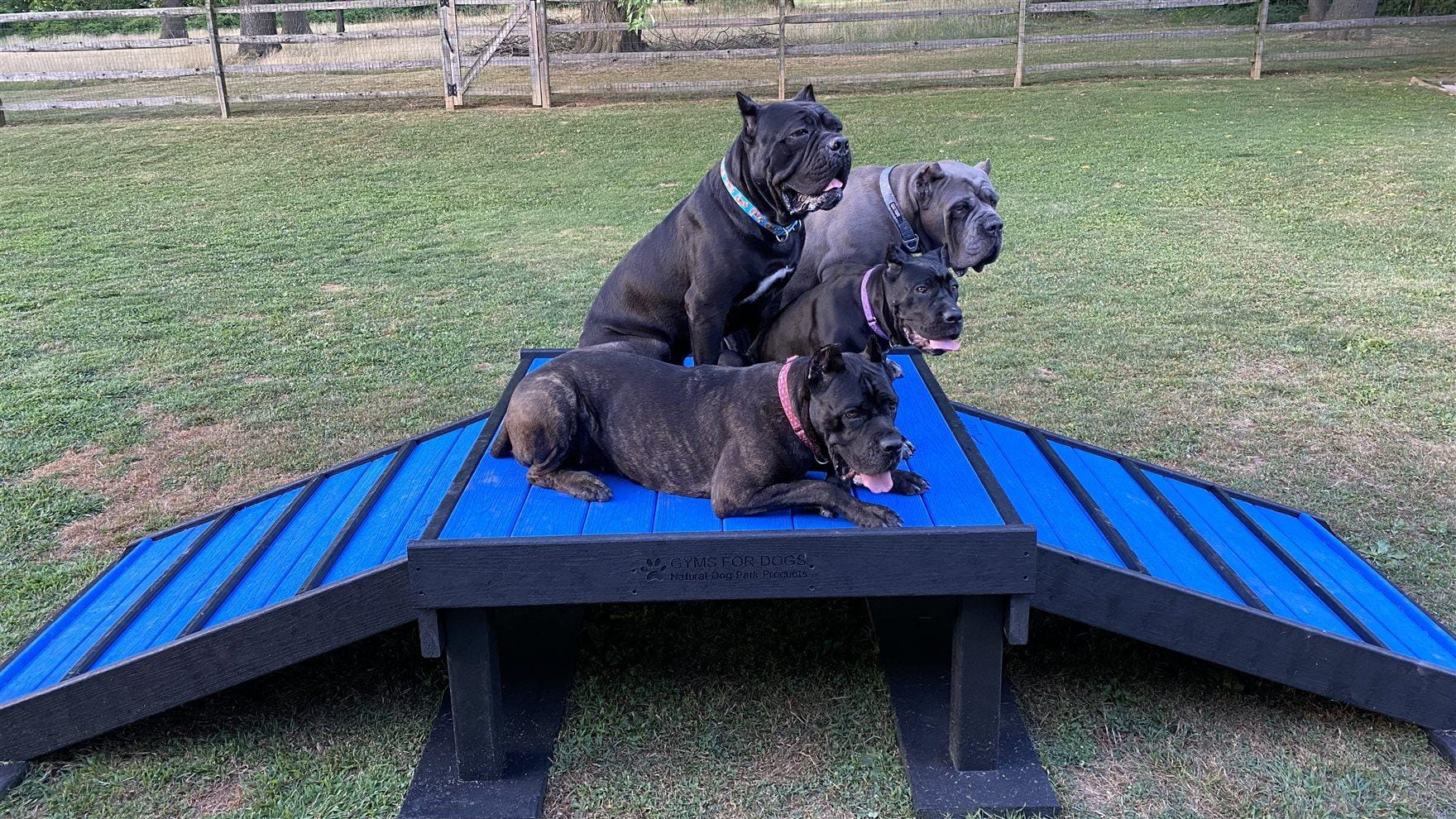 Starting clockwise from standing dog: Espresso (standing), Chai, Mocha Latte and Java (lying down). Photo courtesy Janine Erato.