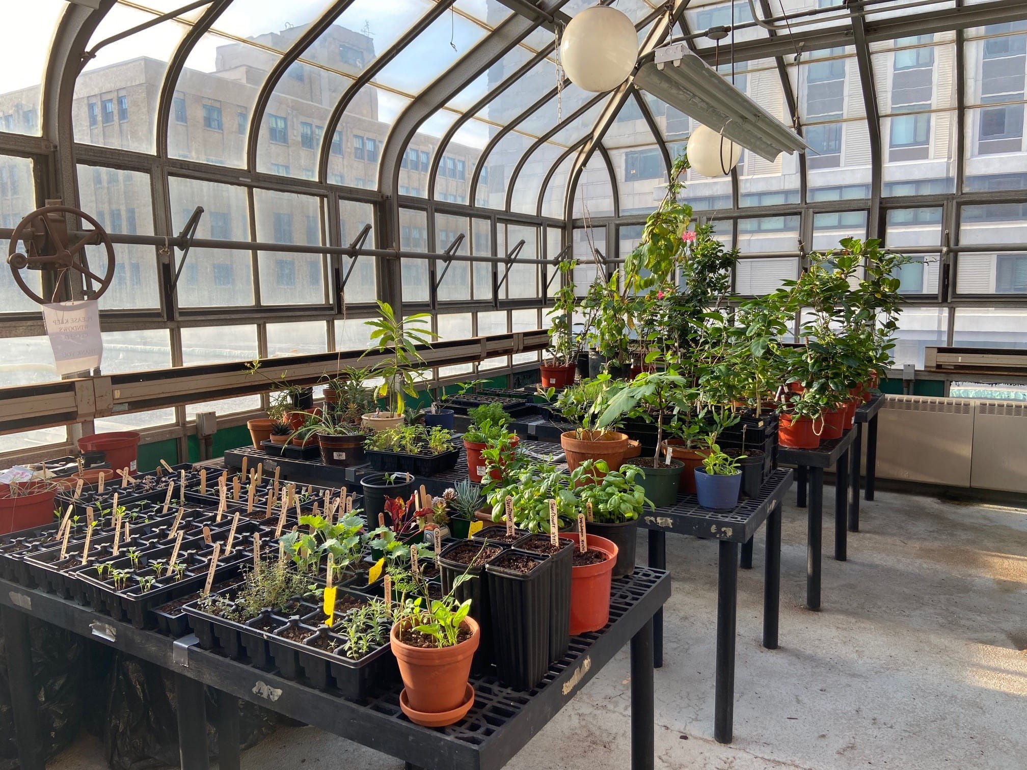 An image of the Stratton Greenhouse with plants on a table.