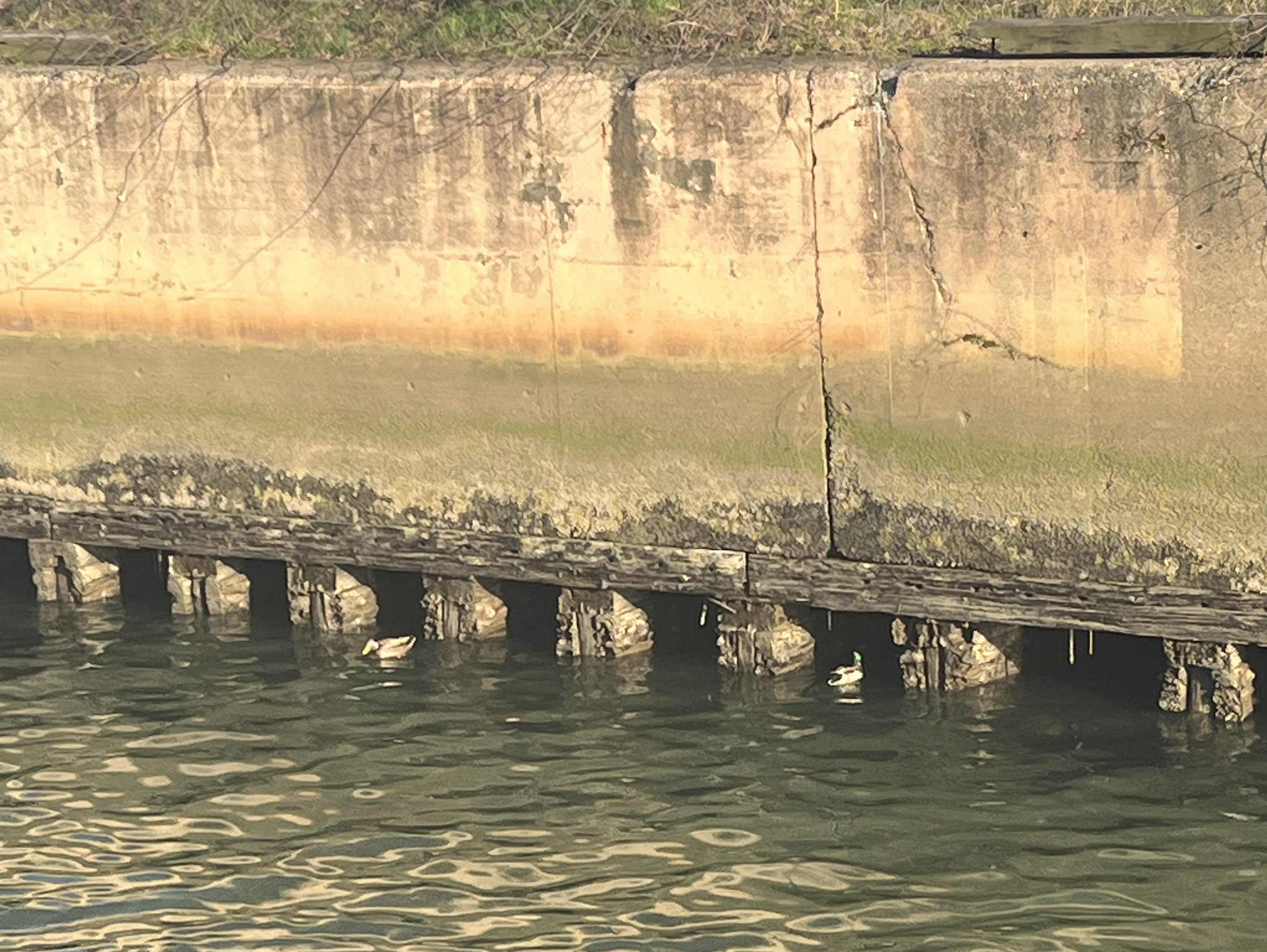 A duck swims by in the Schuylkill River