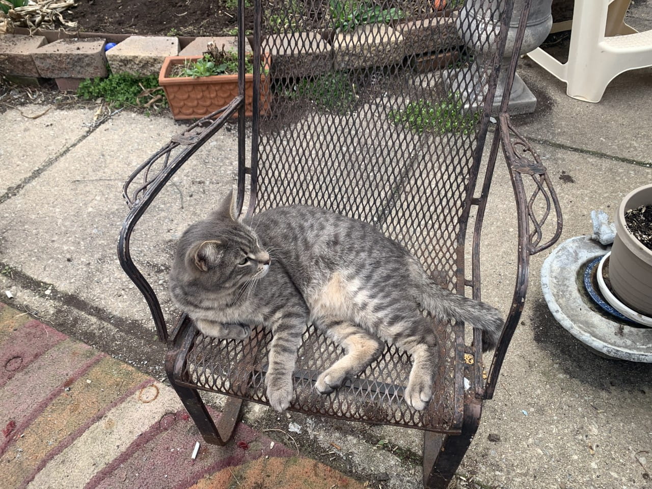 Cat on a wire chair
