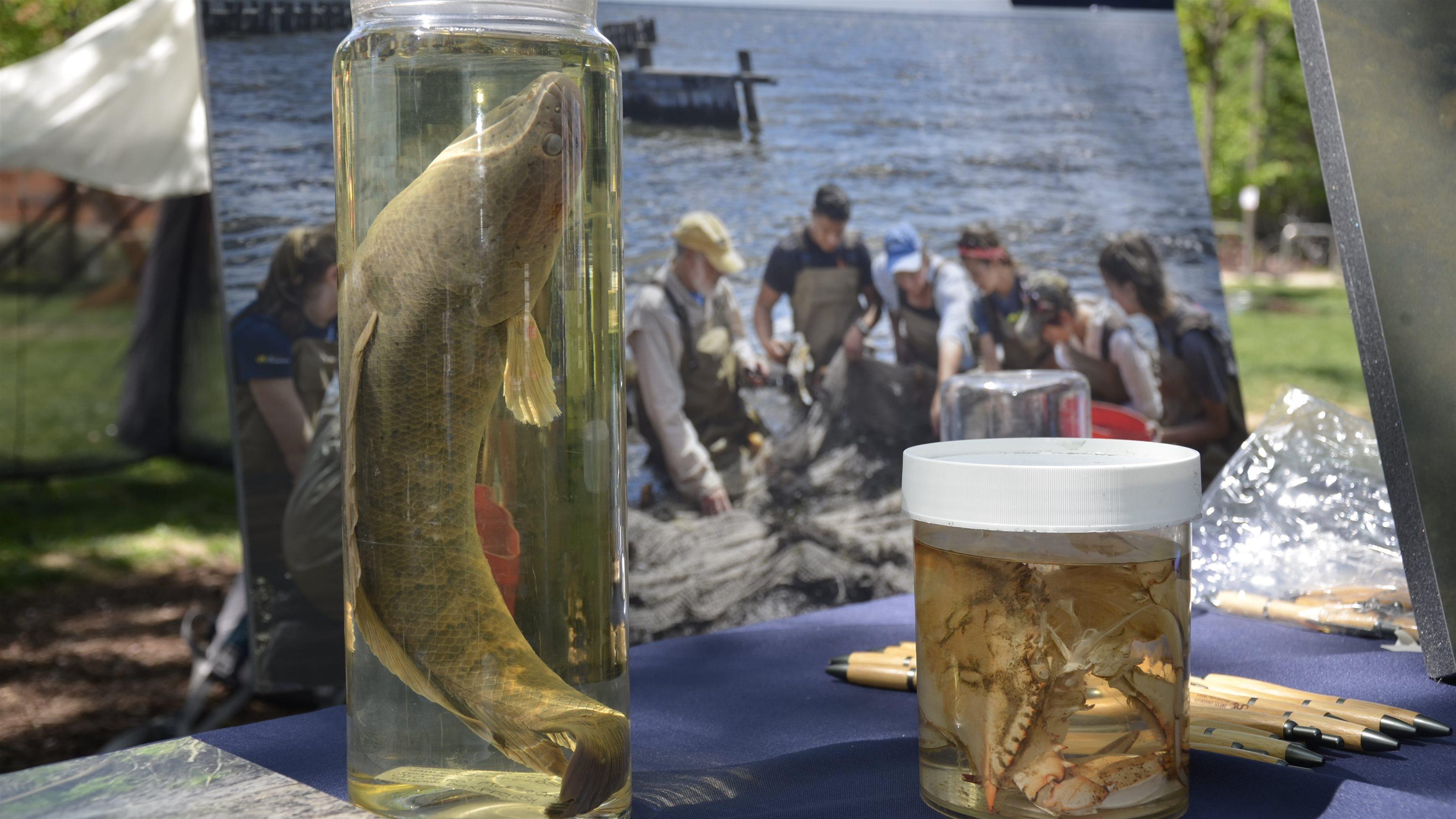 Sheepshead fish in a jar