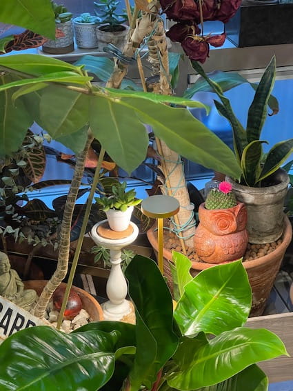 A close up of potted plants