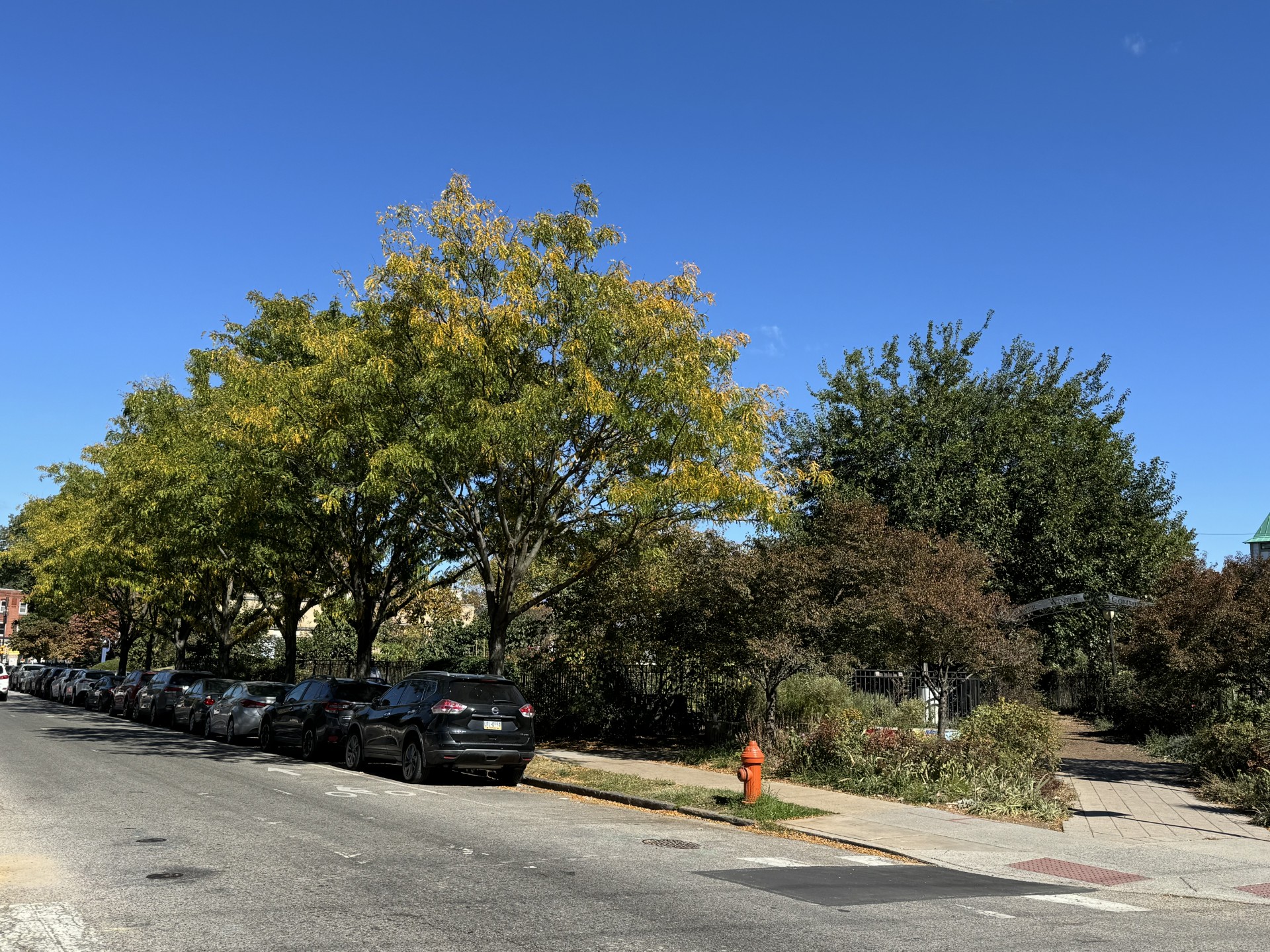trees near the summer winter community garden