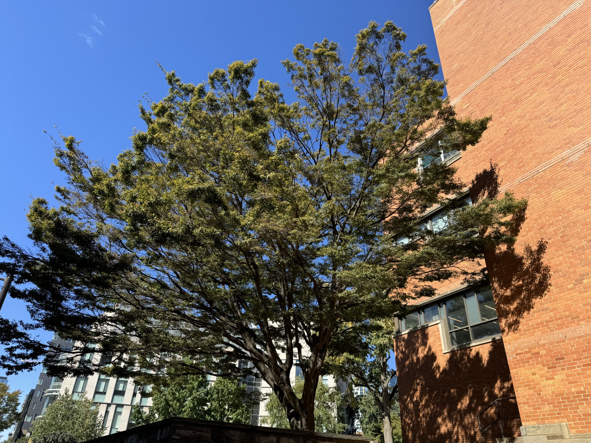 the tree of the year will have vibrant colors