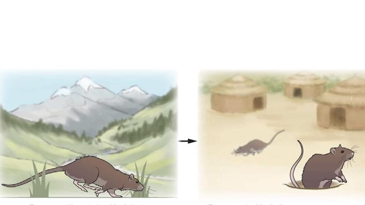 Routes to the evolution of commensalism and domestication in the brown rat, Rattus norvegicus.