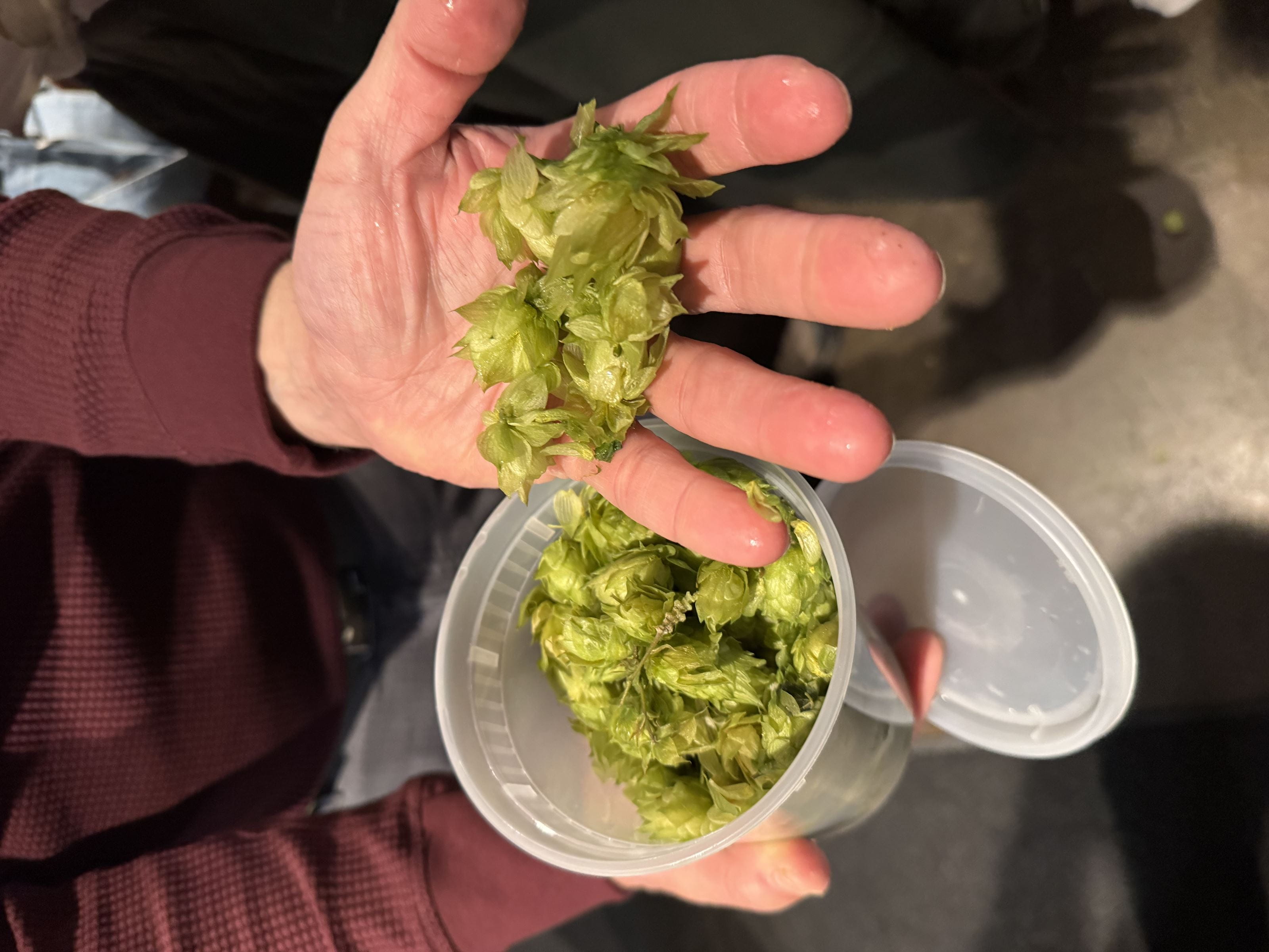 Fresh hops