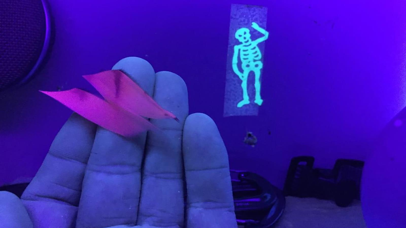 A person holds a Long-eared Owl feather in their hand and it's appearing pink under the UV light
