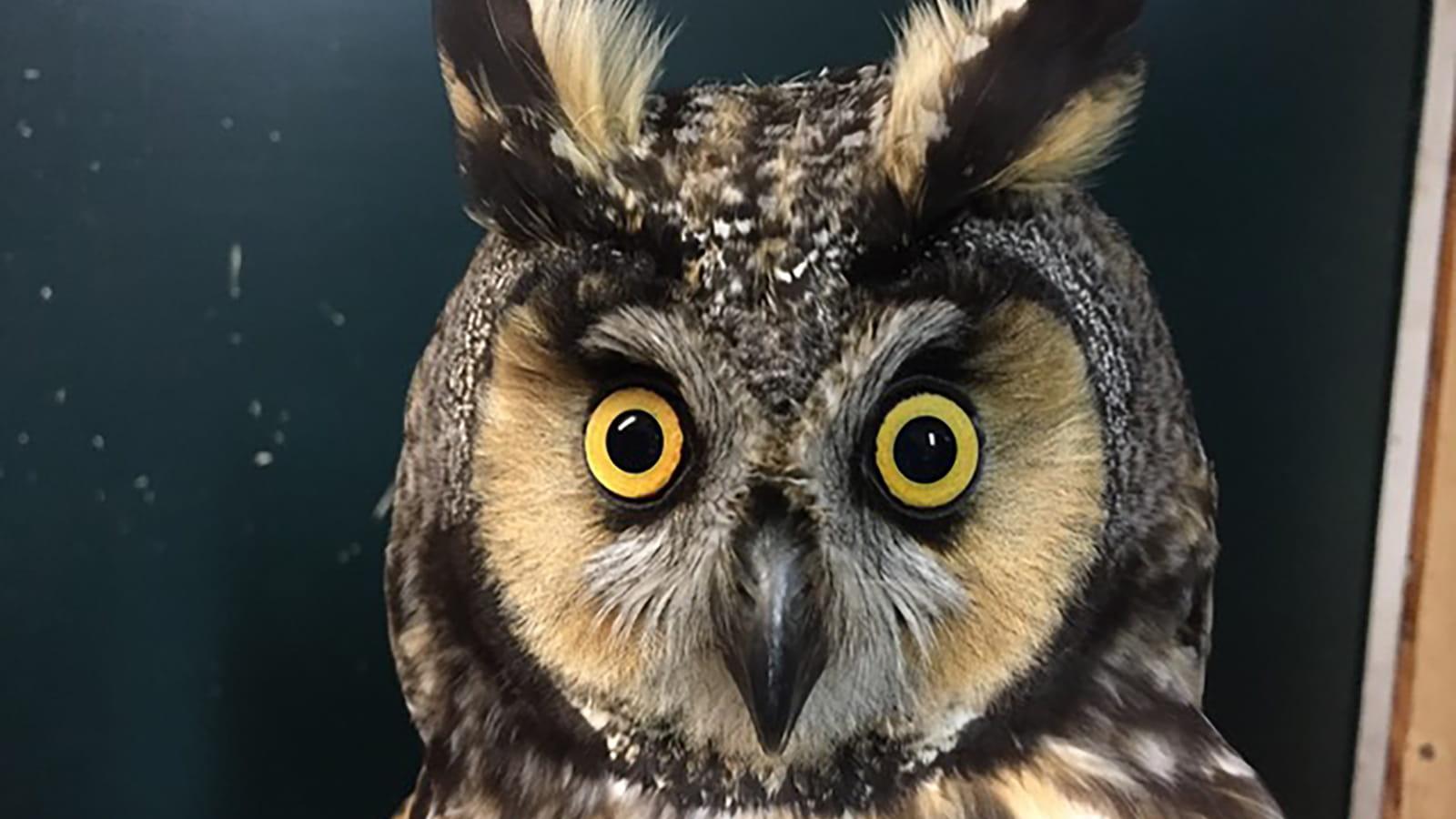 The face of a Long-eared Owl under normal lighting, with feathers appearing in different shades of brown and tan. 