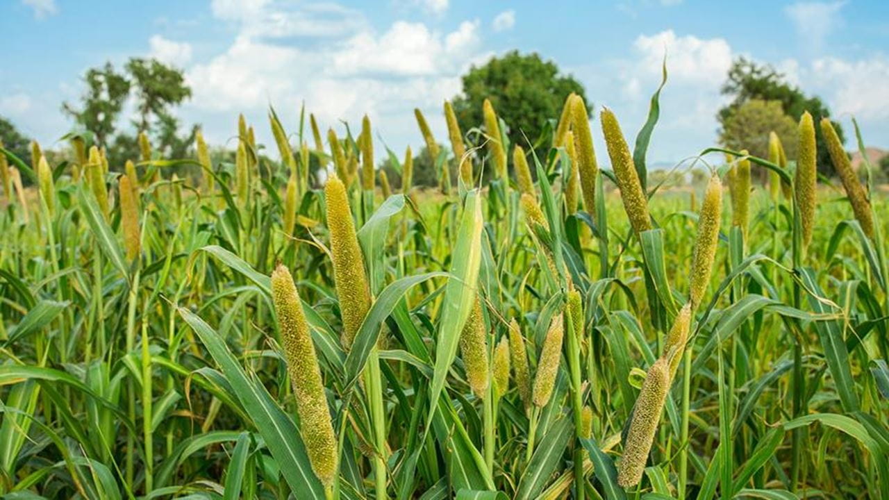 Pearl millet crop growing outside
