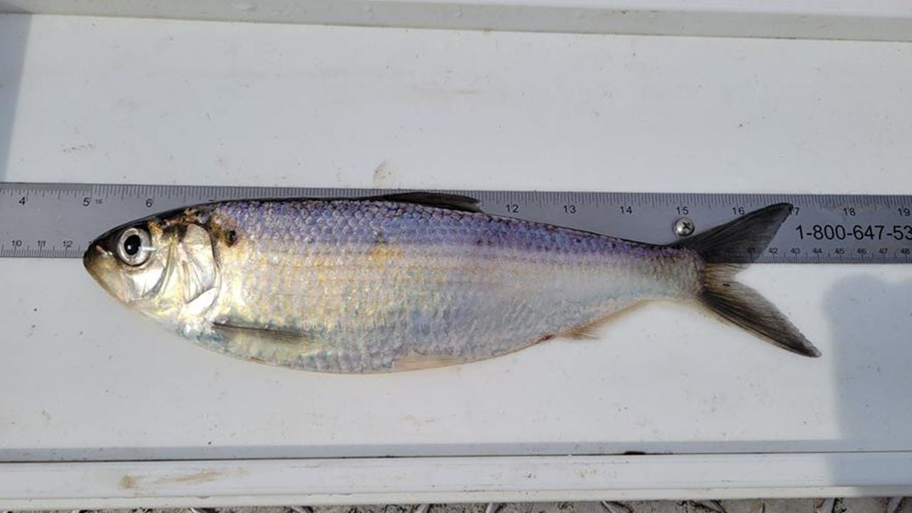Blueback herring