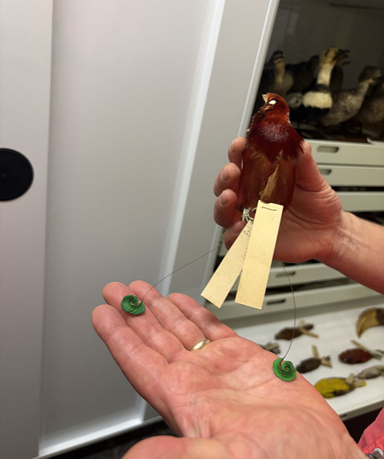 Nate Rice, PhD, collection manager of ornithology, showed off his favorite bird in the Ornithology Collection: the king bird-of-paradise, which was collected by noted naturalist Alfred Russel Wallace in Papua New Guinea in the 1850s.