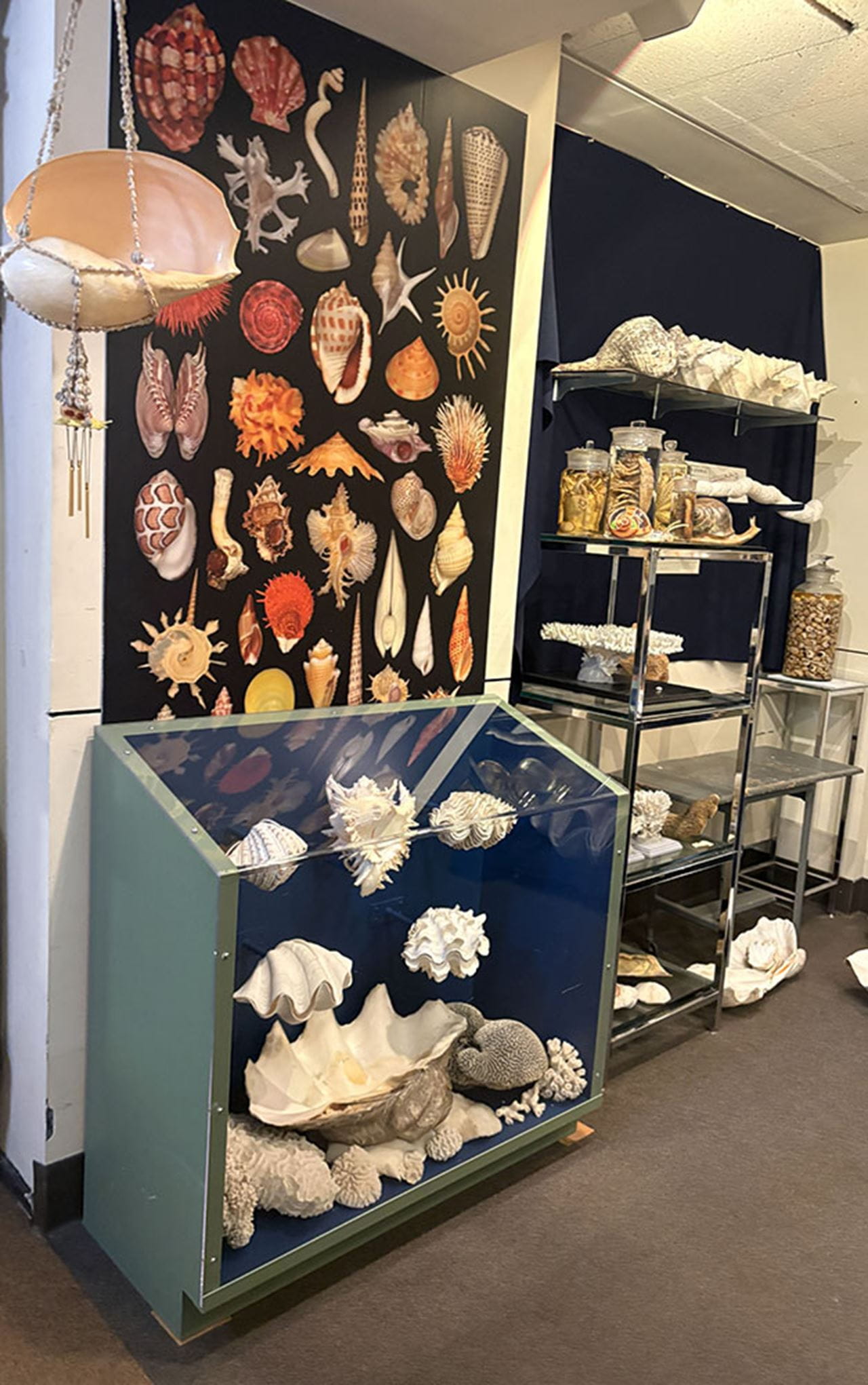 Wet, dry and photographed specimens from the Department of Malacology are displayed even behind the scenes in the Academy’s collections space.  