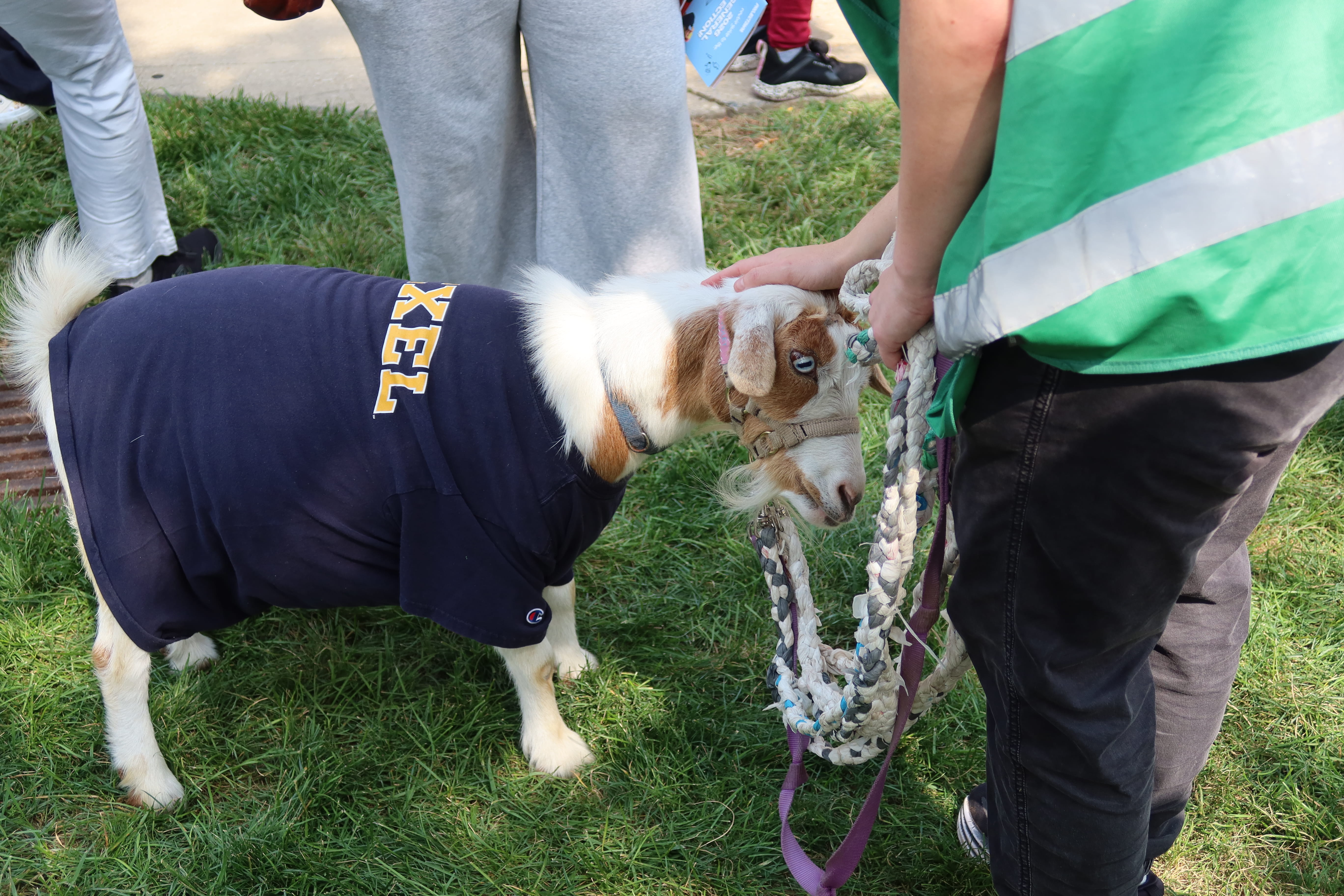 Violet the goat