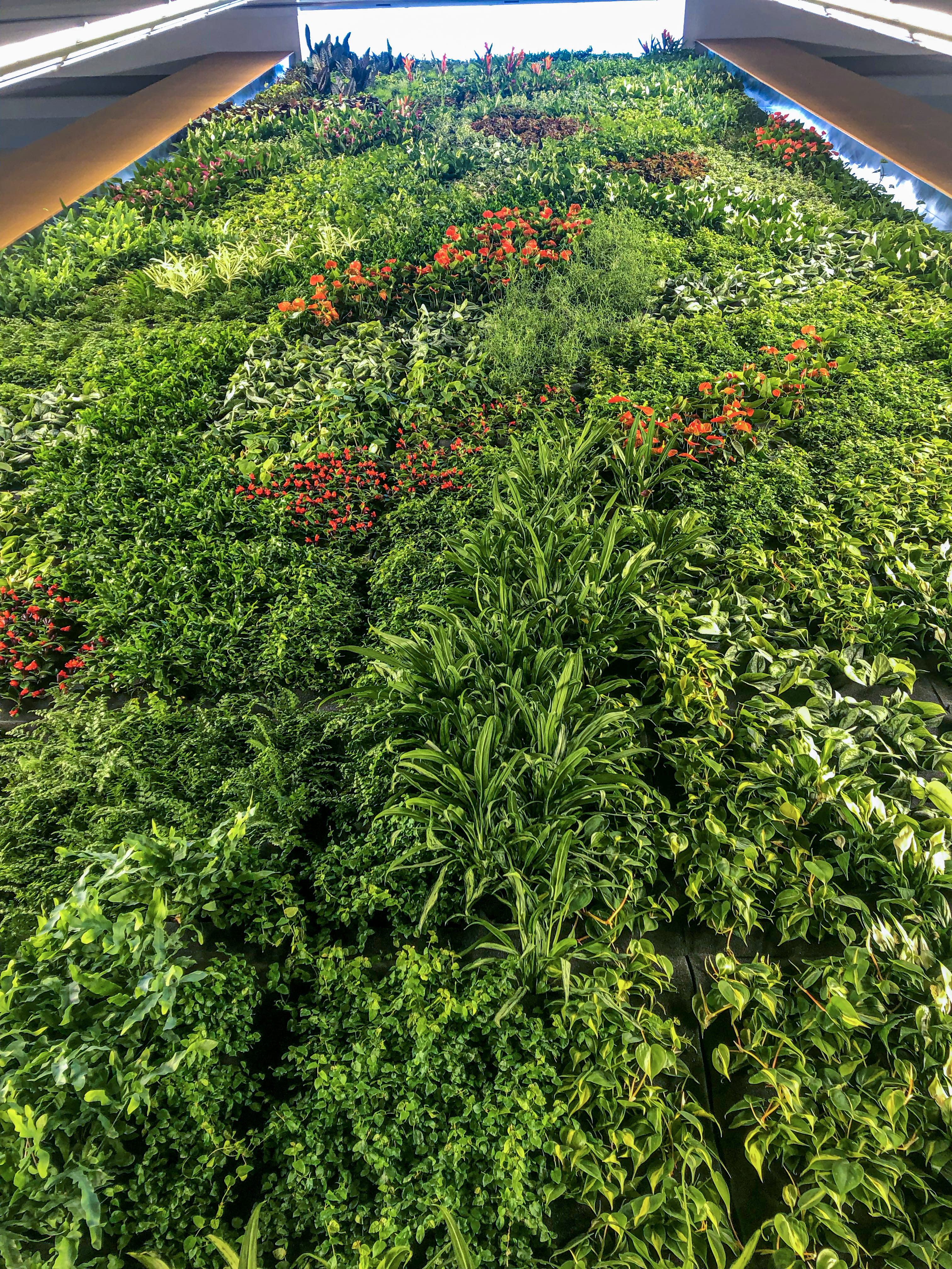 An up-close look at the Biowall plants.