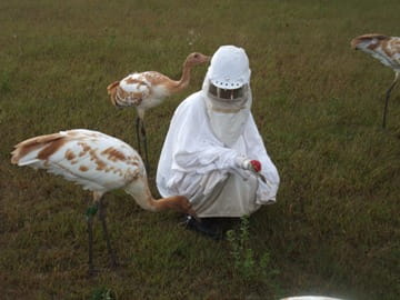 Drexel Engineering Professor on Leave to Help Raise Endangered Whooping Crane Chicks