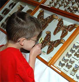 Museum visitor examines butterfly and moth specimens during Bug Fest.