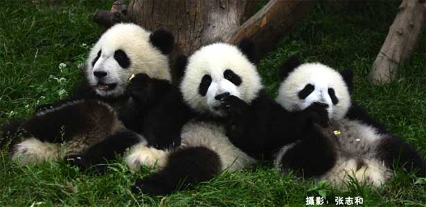 Giant pandas. Photo by Zhang Zhihe.