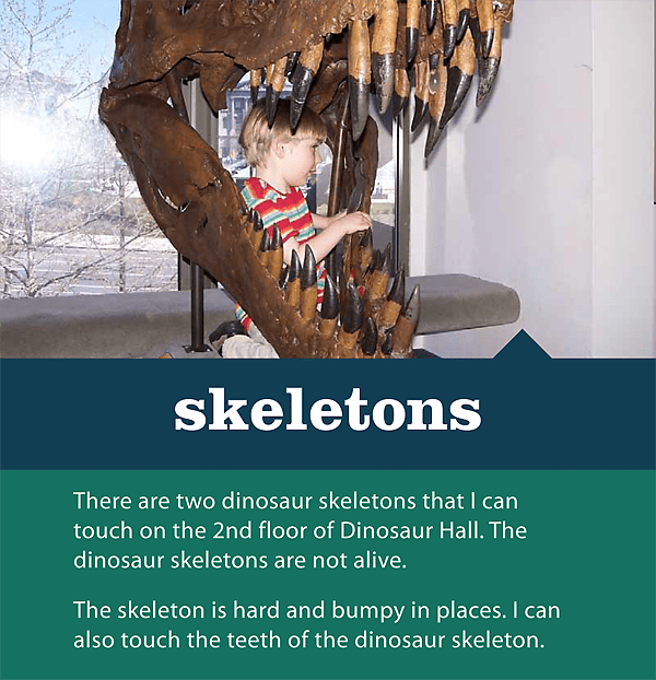 Museum stories are written from a child's perspective and describe each exhibit in terms of sensation. This story describes two skeletons on the second floor of Dinosaur Hall that children are allowed to touch.