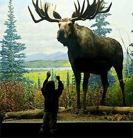 Moose diorama in the Academy's North American Hall