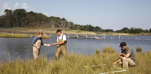 Students perform field research in a coastal habitat in Barnegat Bay, N.J.