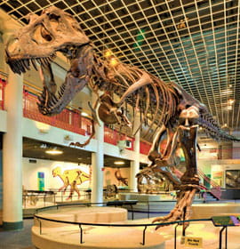 Image of Dinosaur Hall at the Academy of Natural Sciences