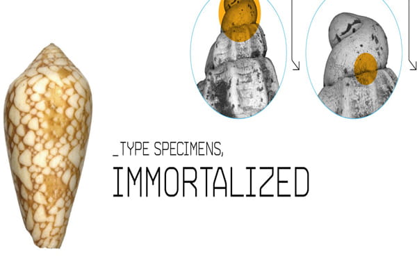 type specimens