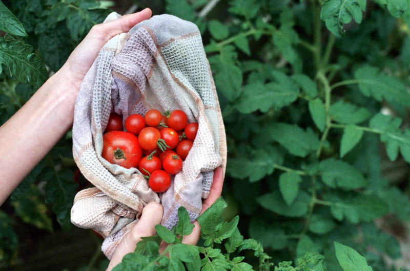 Tomatoes are among the products that can be had through the Delaware Valley Farm Share at Drexel. Photo by Plutor. 