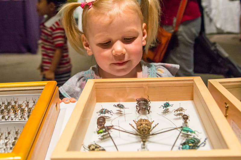 A young girl looking at some specimens of the Academy of Natural Sciences' bug collection. Photo by Meredith Dolan/ANS.