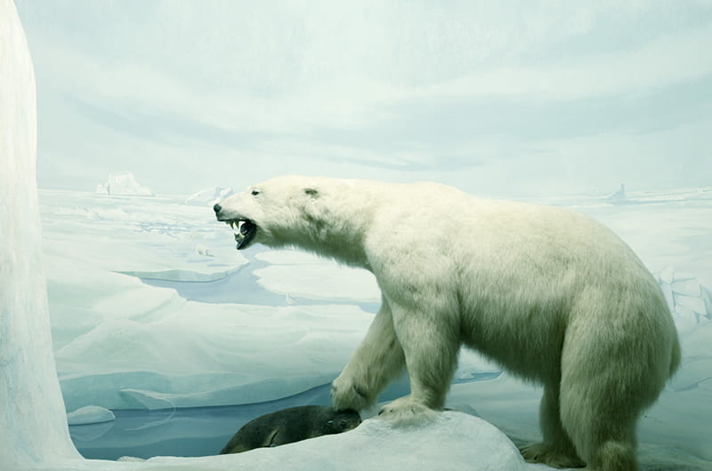 polar bear diorama